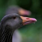 greylag goose, head, beak-8138418.jpg